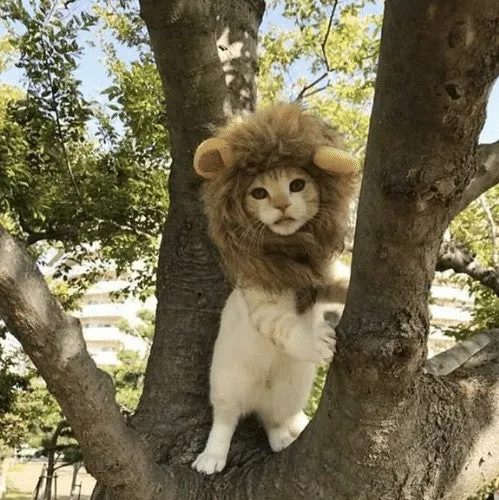 Lion Mane | Cat Costume