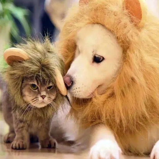 Lion Mane | Cat Costume