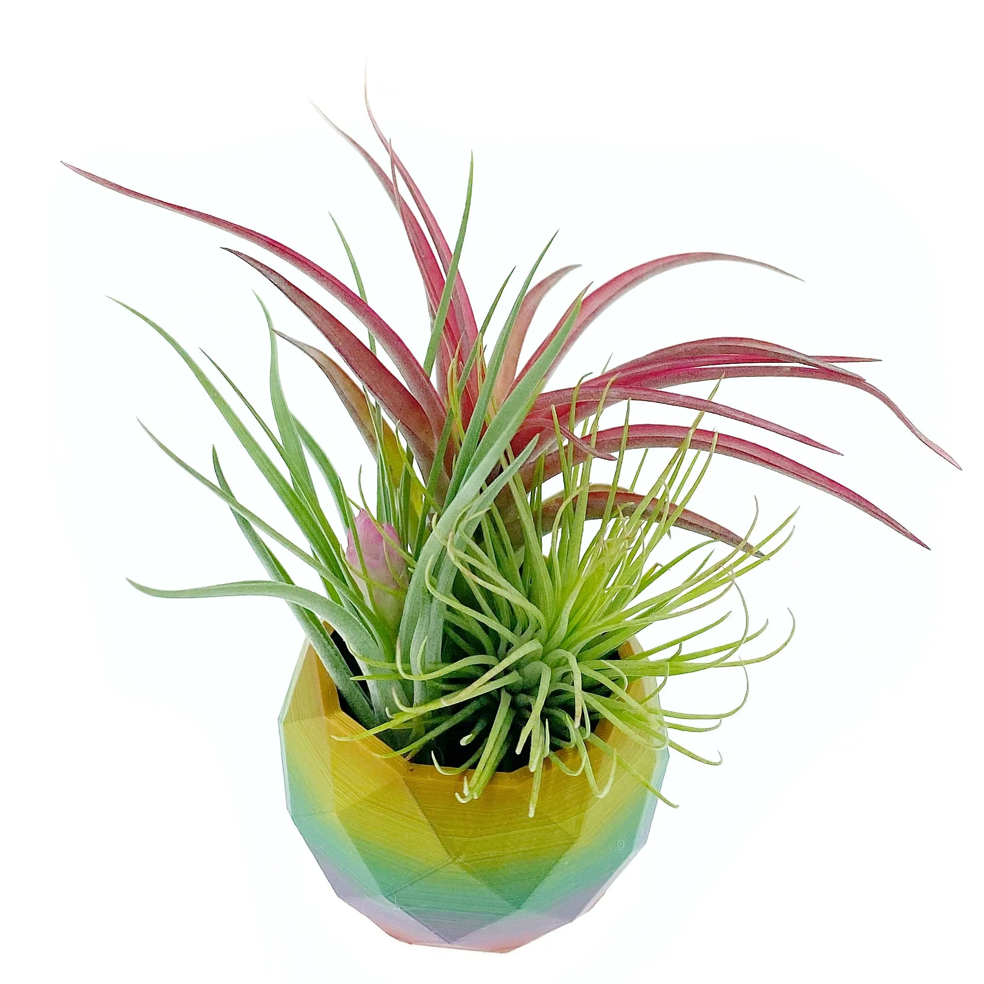 Rainbow Air Plant Holder   Plants