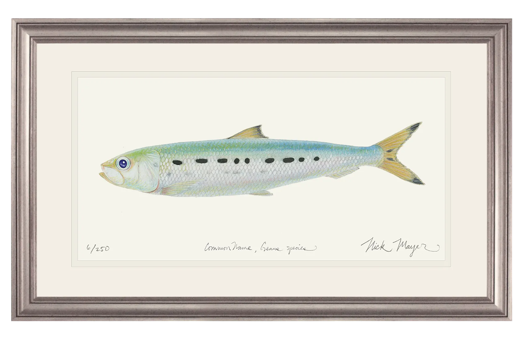 Sardine Print