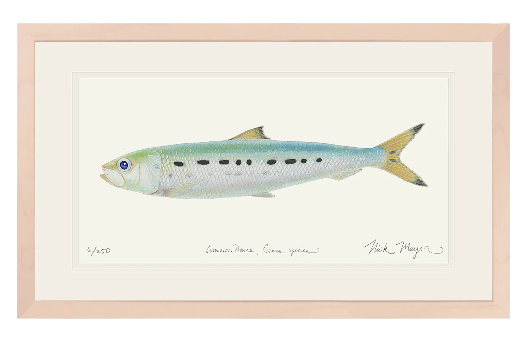 Sardine Print