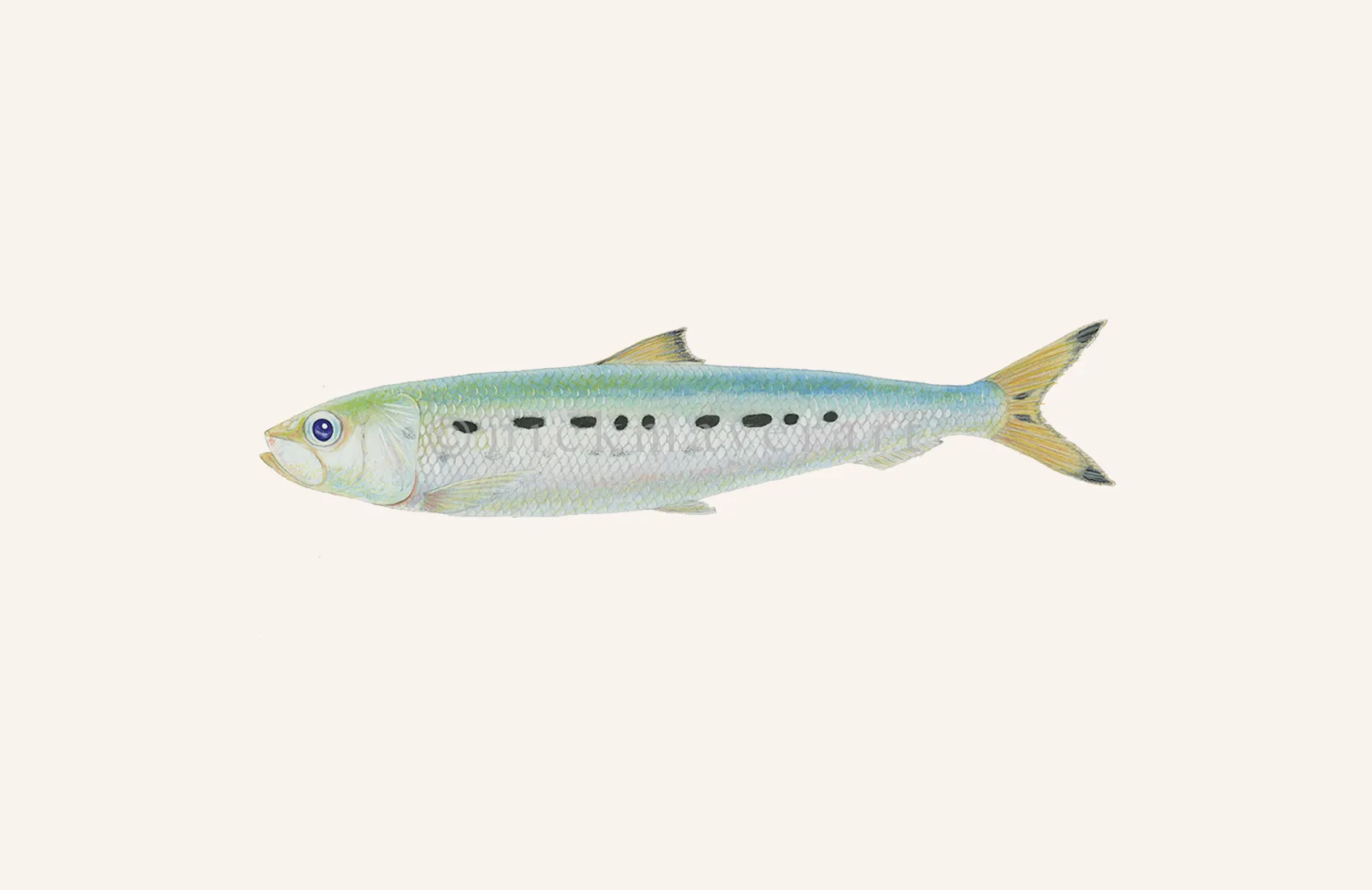 Sardine Print