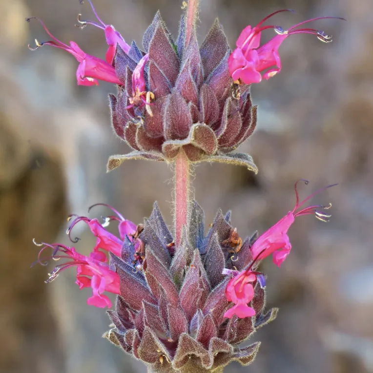 thank you hummingbird sage